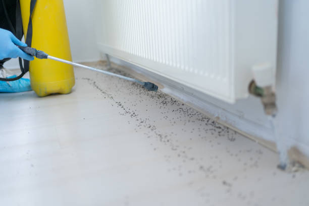 Best Wasp Removal Services  in Lake Catherine, IL